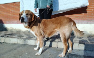 Gaspar